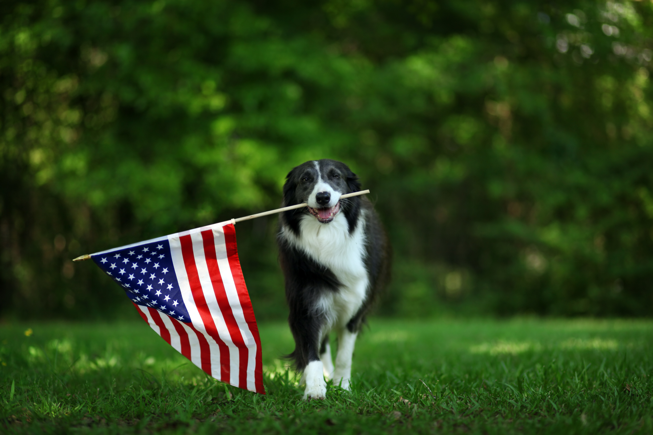 Happy border collie carrying USA flag